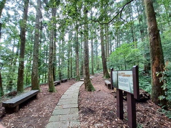 【桃園復興】台灣百大必訪步道。 東眼山森林遊樂區-東眼山自導式步道2835920