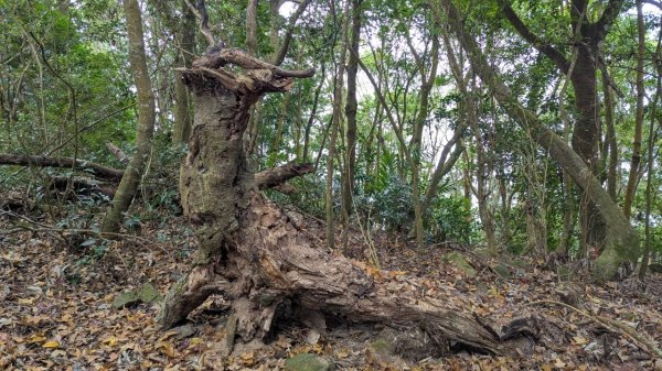 橫龍山、橫龍古道2682914
