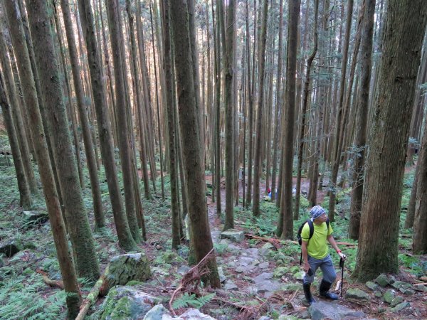 橫嶺山 沙蓮山O繞 大雪山絕美夕陽1469079