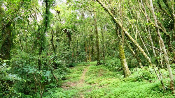 大湖尾,溪尾寮,藤寮坑古道2877513