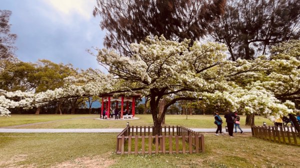 如夢似幻的四月雪-龍潭石管局-流蘇花盛開中2748616