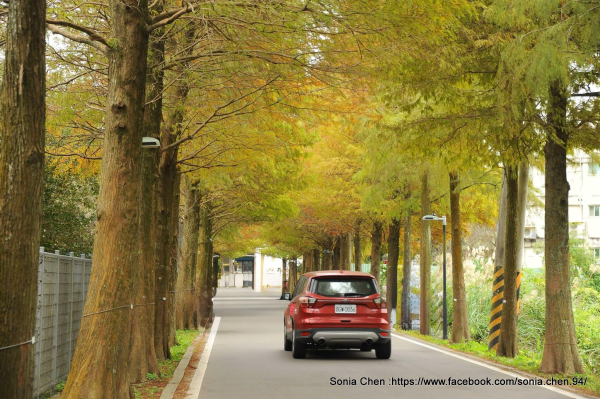 火羽般的思念 2024 D1218 落羽松大道