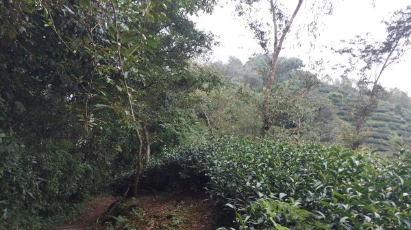 雲嘉九連峰1438989