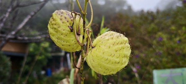2025/11/02_大崎棟古道+騎龍古道+逃學步道2929060