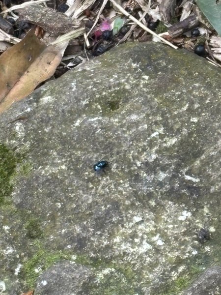 陽明山東西大縱走-西段3016185