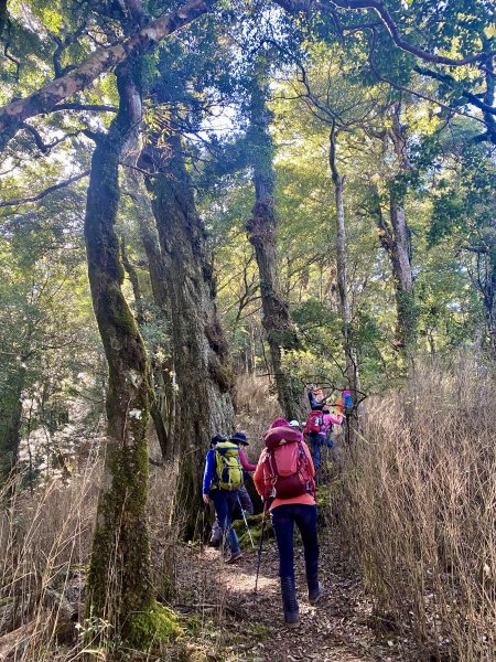 加里山縱走虎山    2021/12/41539156