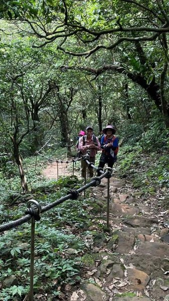 五分山 -小百岳收集起來，馬藍（大青）滿山遍野、桐花陪襯、群蝶紛飛、吸取花蜜1370237