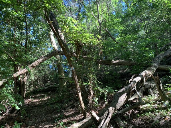 20240706屏東三地山西南峰2546726