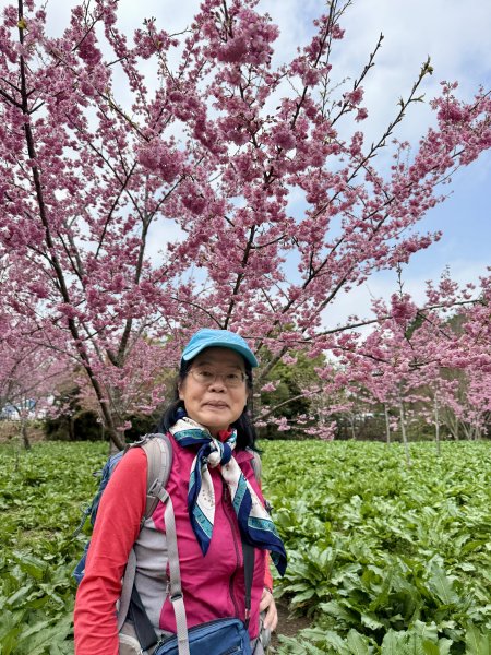 福壽山千櫻園2729943