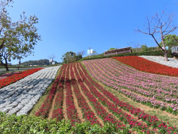 新北投［三層崎花海］（2024/2/12）2426949