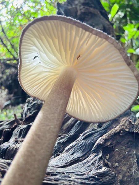 大艽芎古道縱走 新/溪州山(小百岳#23) 出溪州公園2893910