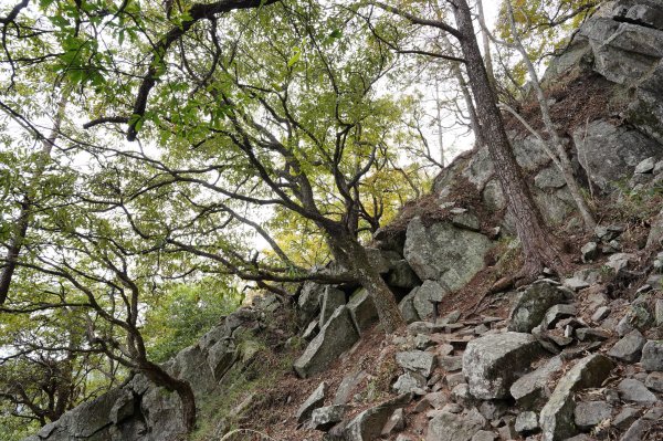 台中 和平 東卯山2674501