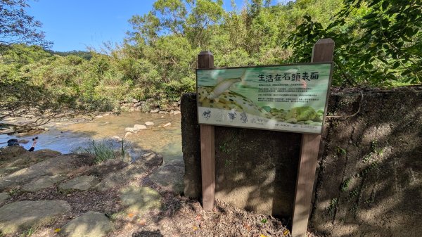 114.11.09草嶺古道芒花季之旅2932942