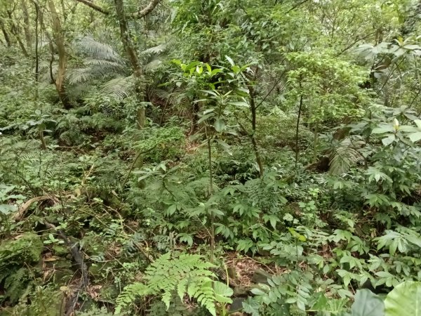 瑞芳區後凹古道+金字碑古道+三貂嶺山+三貂大崙O型2761698