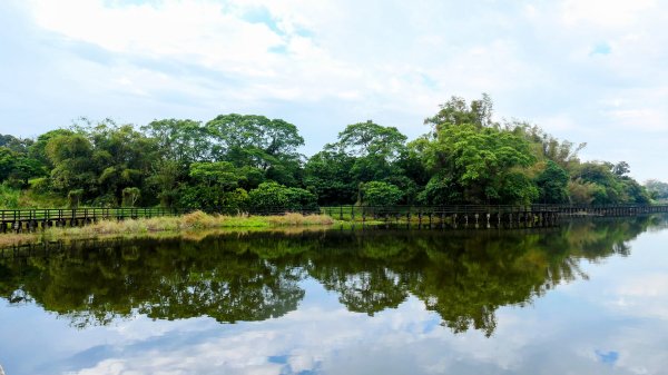 《臨江仙。黃花風鈴木》2735403