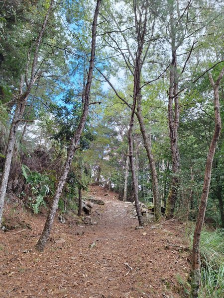 觀霧之榛山O型202411232653959