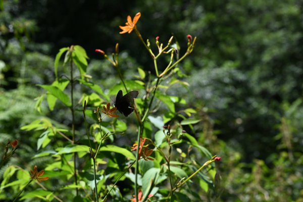 2025_0628 大羅蘭溪古圳步道(福山馬岸)2825231
