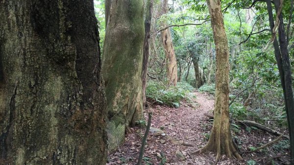 20250607 新竹竹東三山(樹杞林山 - 新具庄山 - 員崠子山)  O型2808887