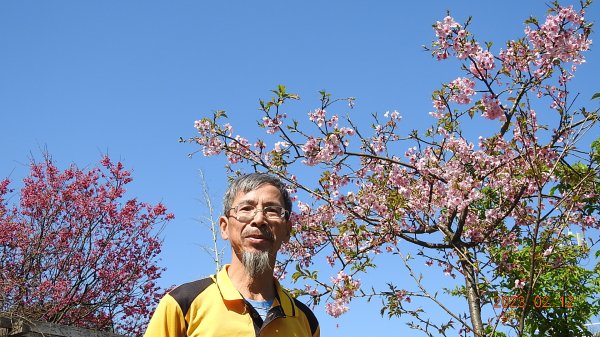 山羊阿公陽明山賞花趣2027478