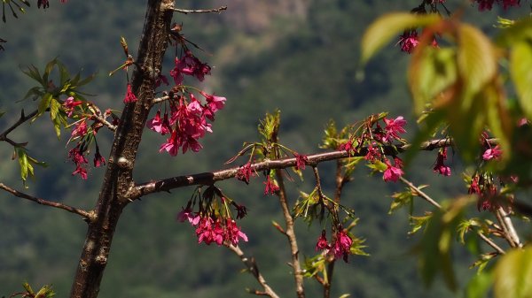 《南投》竹林台灣杉｜溪頭山竹崙山志騰山O繞202302182035949