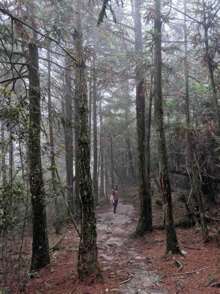 觀霧榛山登山步道912959