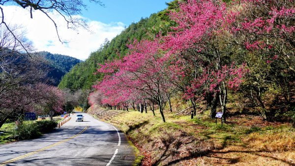 《踏莎行・武陵山櫻》2712451