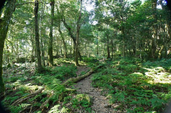 新竹 五峰 鵝公髻山2916838