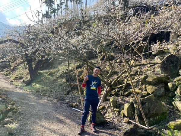 風櫃斗.牛稠坑.二坪山古道【遙知不是雪，為有暗香來】2703882