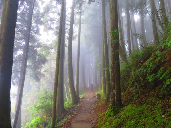 【新竹】觀霧迷幻森林：檜山巨木群步道1111967