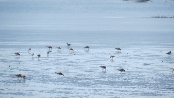 《彰化》海中步道｜漢寶濕地芳苑濕地健行賞鳥202603153017398