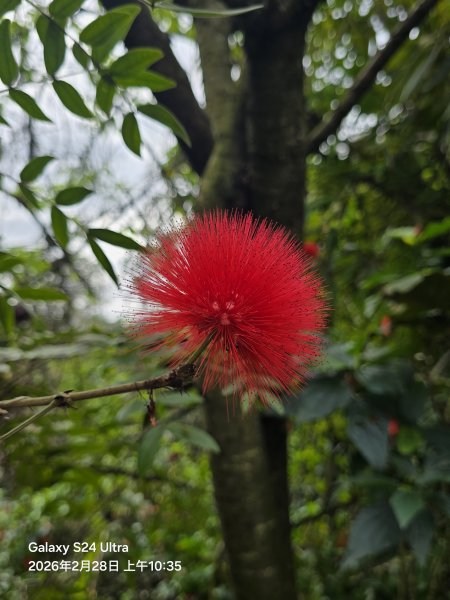 2026-02-28微笑山線：【大棟山系】405高地段3008692