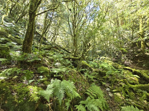 郡大林道19k之郡大神木群二刷～雲海滿出來～2451889