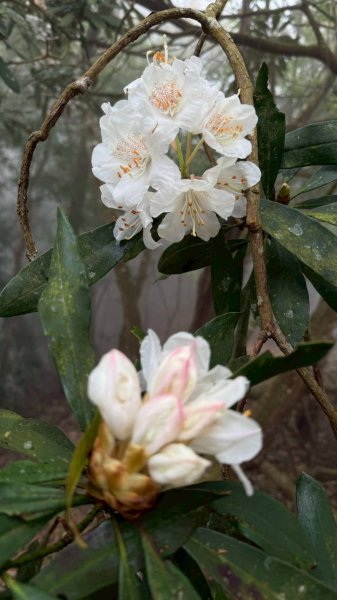 🌈3/29（六）巴蜈縱走~FB：熊熊趴爬走🌈2749788