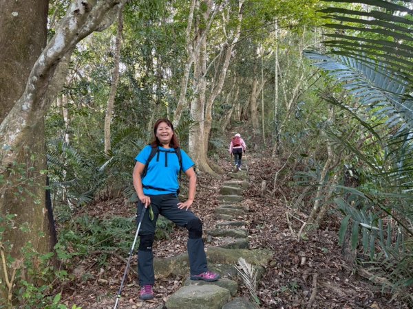 苗栗出磺坑古道、銅纙坑菊2951593