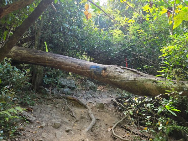 大山母山（小百岳）3007464