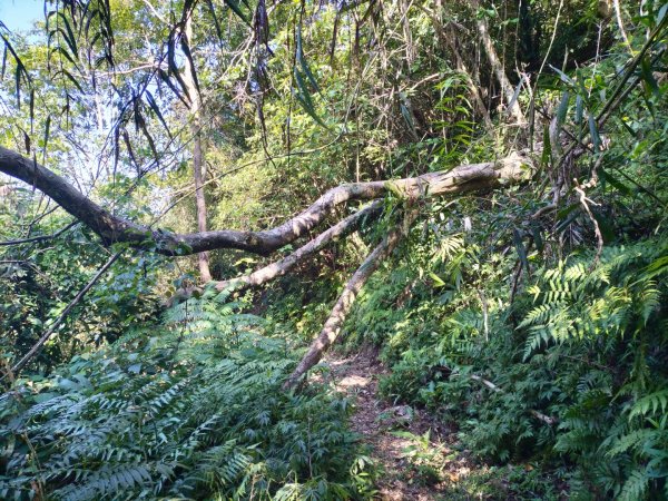 四崁水-桂山路197巷-171巷O型走2319534