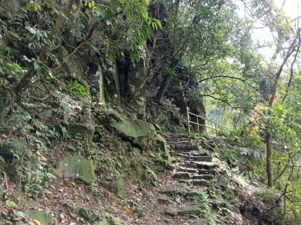 汐止區大尖山櫻花+秀峰瀑布O型3009359