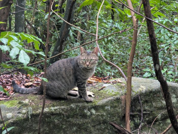 2025.09.07－金面山2880216