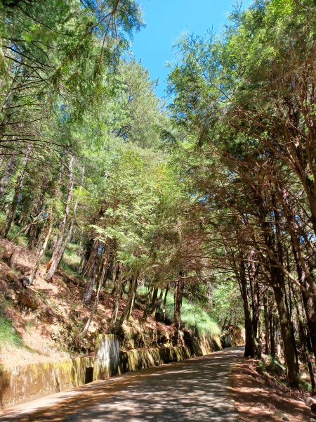 【台中和平】雪山神木步道x小雪山天池步道2933124