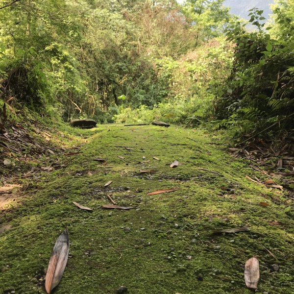 小百岳 編號89號 鯉魚山893506