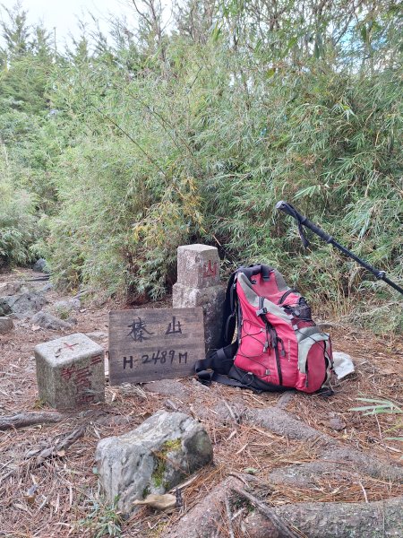 觀霧之榛山O型202411232653932
