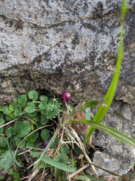 2025-06-01 五進五出九五峰2803013