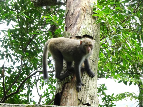 【影片】太平山國家森林遊樂區推出臺灣獼猴公民監測平台