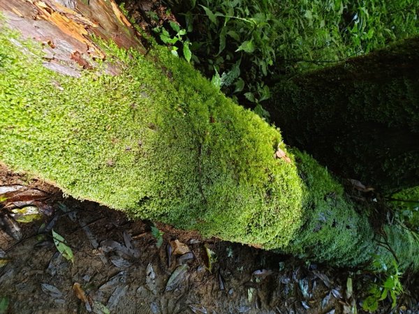 嶺頭山-金柑樹山-忘憂森林，O型縱走1000758