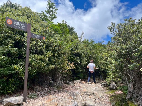 新竹 五峰 觀霧國家森林遊樂區 大鹿林道西線 榛山步道2811401