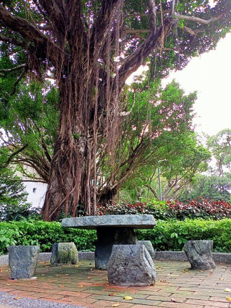 內湖文德三號公園、瑞陽公園《花之饗宴》1903232