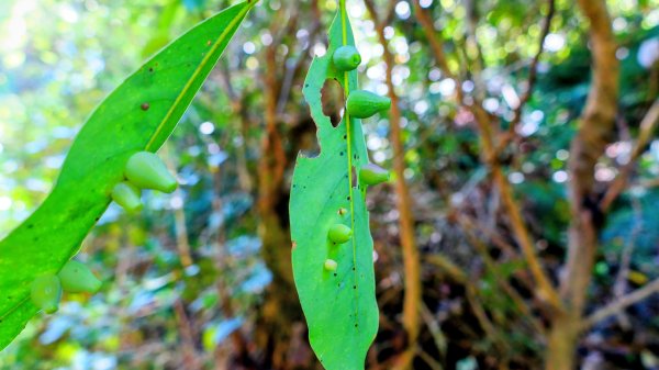 鹿兒島開聞岳,龍宮神社3027936