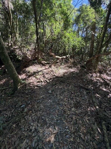 20251116鳴海山、網子山登山步道2938390