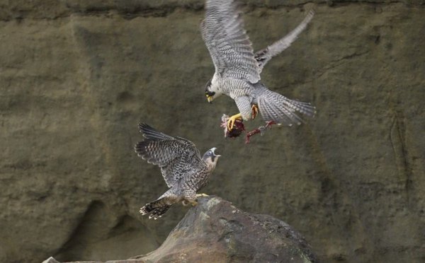 【動物】酋長岩遊隼幼鳥跌落巢外 鳥爸、媽在鏡頭前上演餵食秀