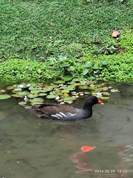 大安森林公園、港墘公園、大港墘公園【走路趣尋寶】【臺北健走趣】2582390